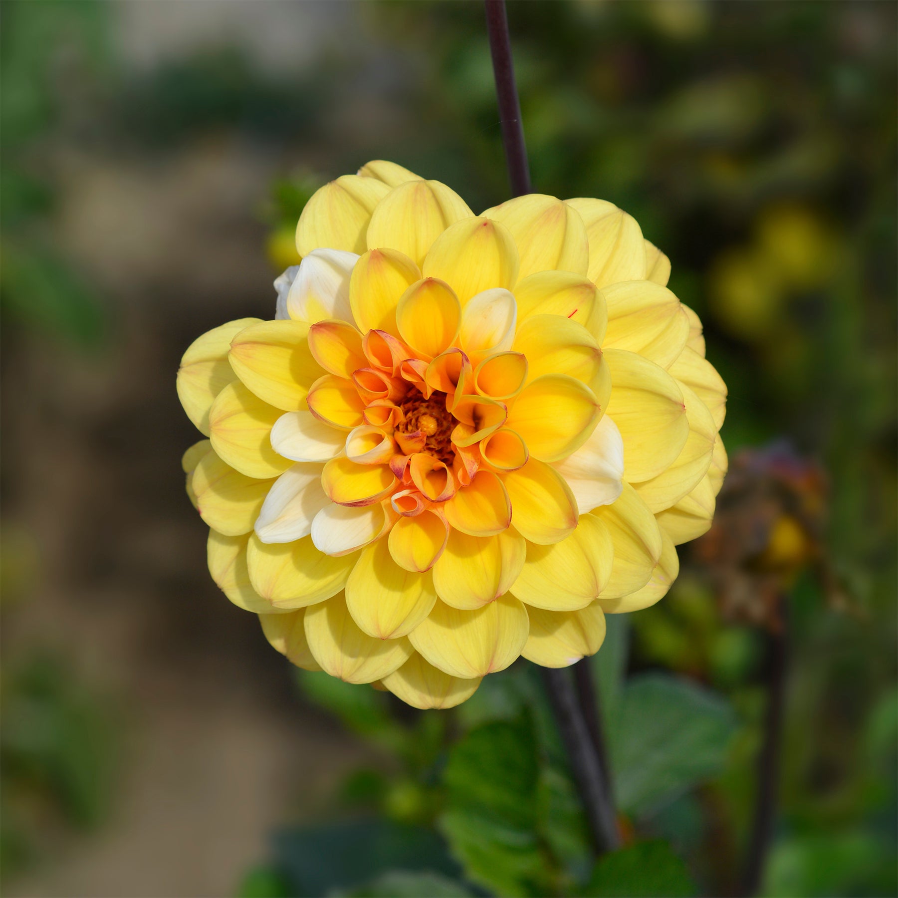 3 Dahlias pompon Double Jill - Willemse