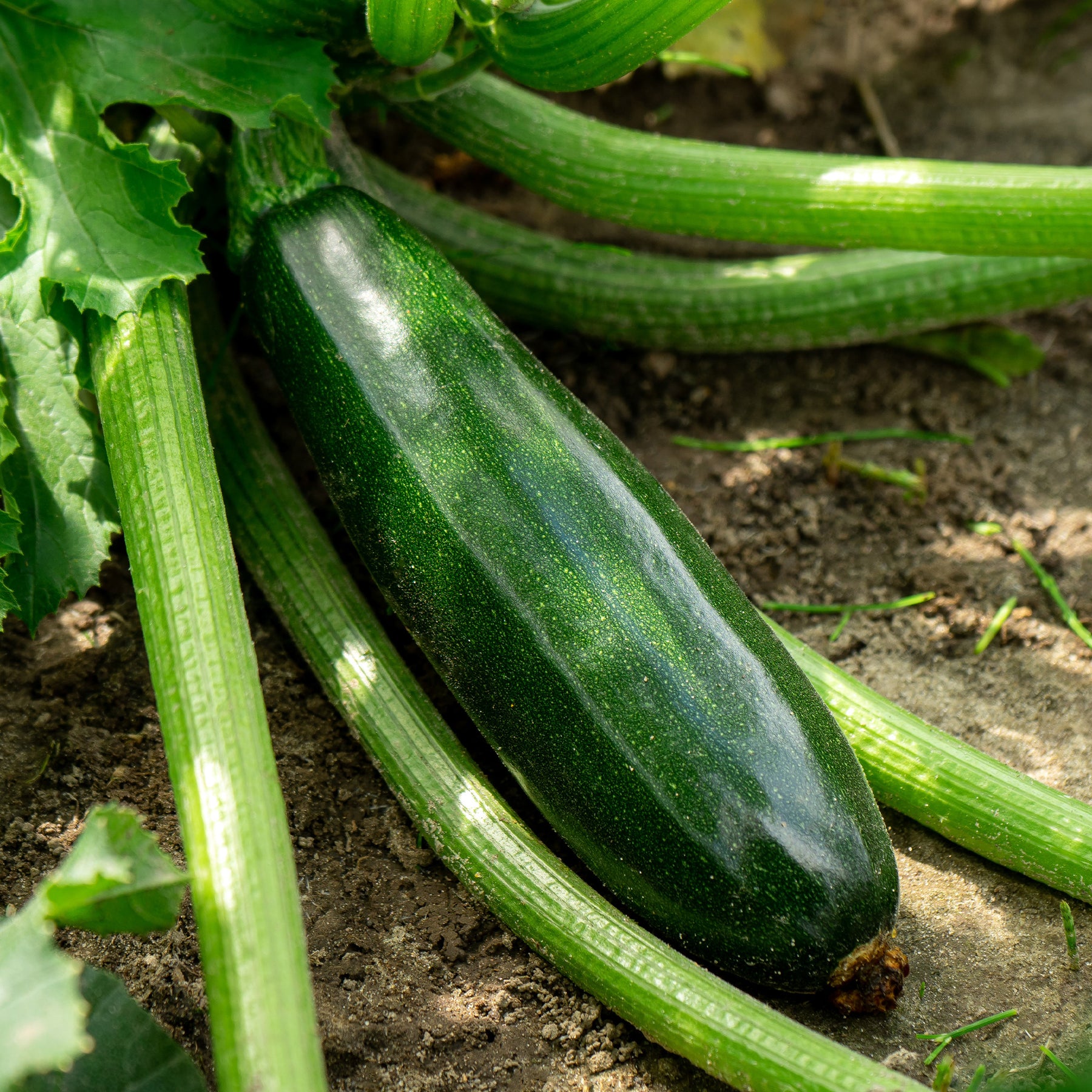 3 Plants de Courgette Tarmino F1 - Willemse