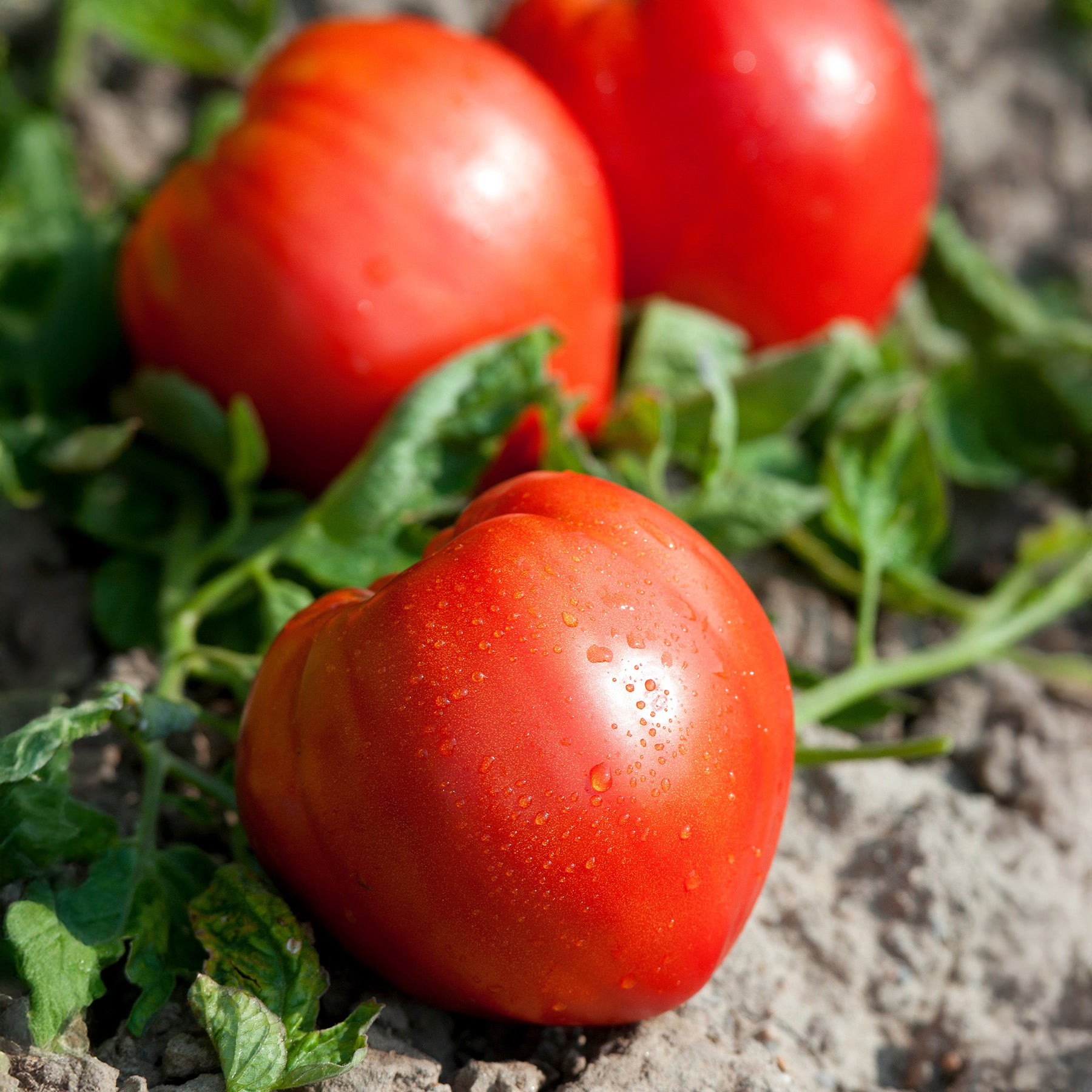 3 Plants de Tomate Coeur de Boeuf - Willemse