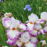 2 Iris de jardin Poésie - Willemse