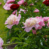 Pivoine Raspberry Sundae - Willemse