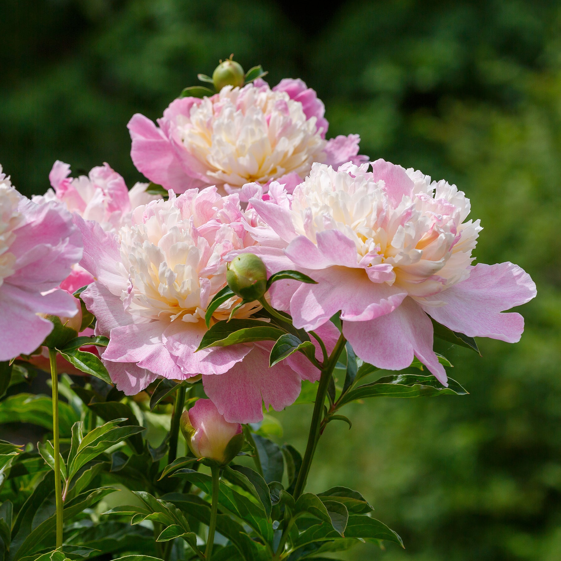 Pivoines - Pivoine Raspberry Sundae - Paeonia lactiflora Raspberry Sundae