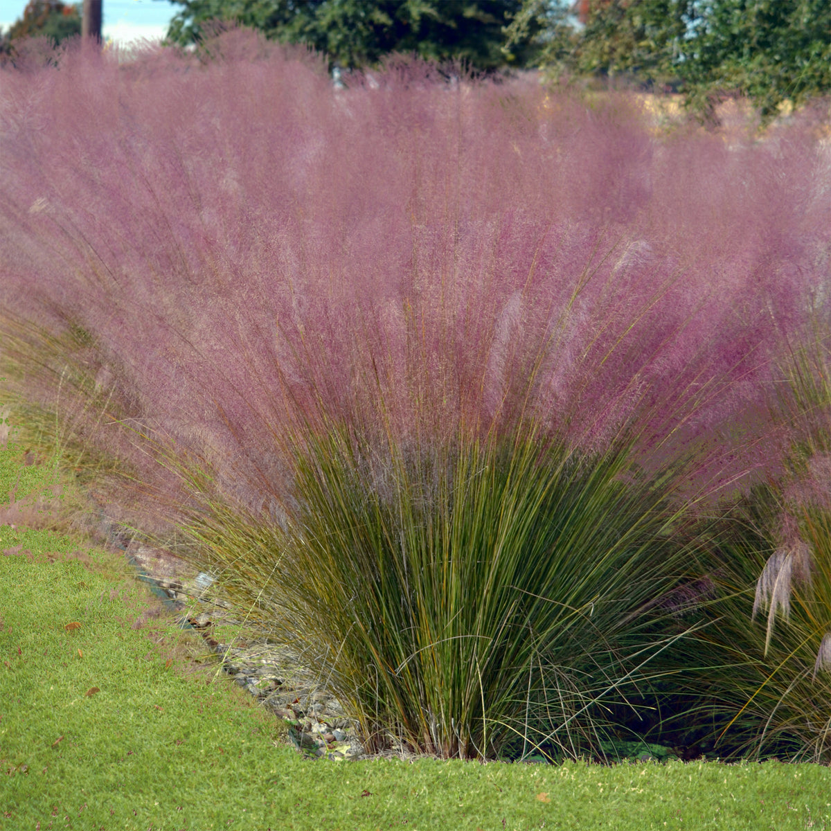 Collection de 6 plantes vivaces pour extérieur moderne - Stipa tenuissima, Muhlenbergia capillaris, Lavandula angustifolia - Willemse