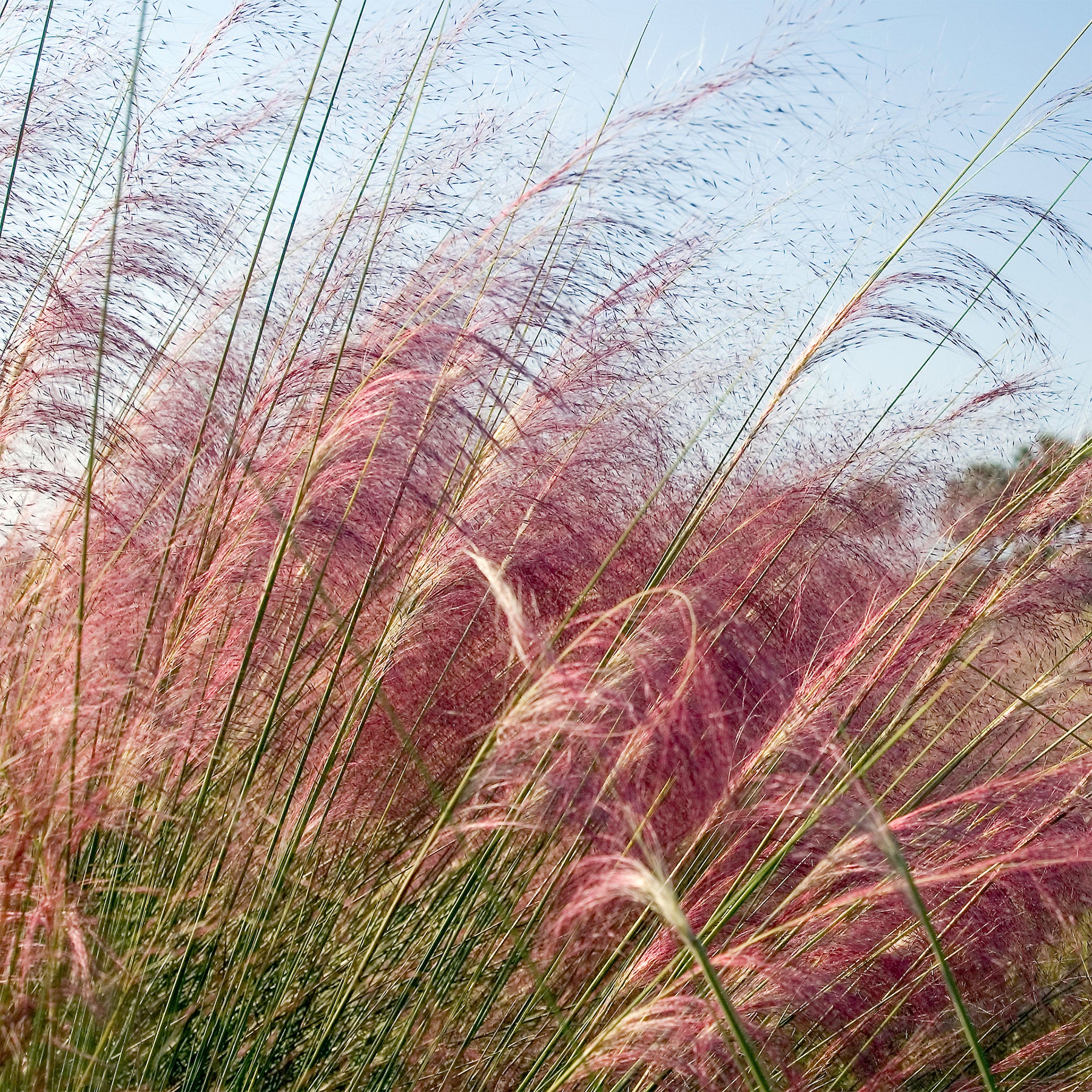 Graminées - 2 Herbes aux épis roses - Muhlenbergia capillaris