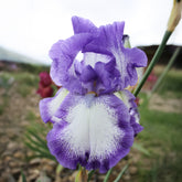 2 Iris de jardin Bordure - Willemse