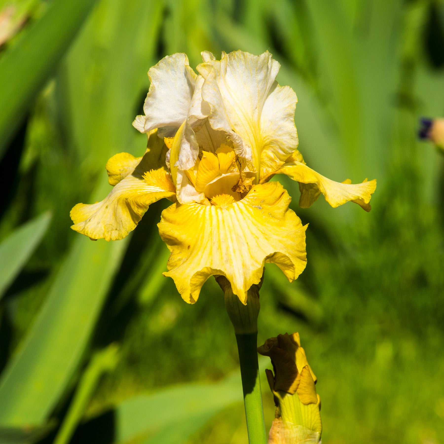 2 Iris de jardin Sangreal - Willemse