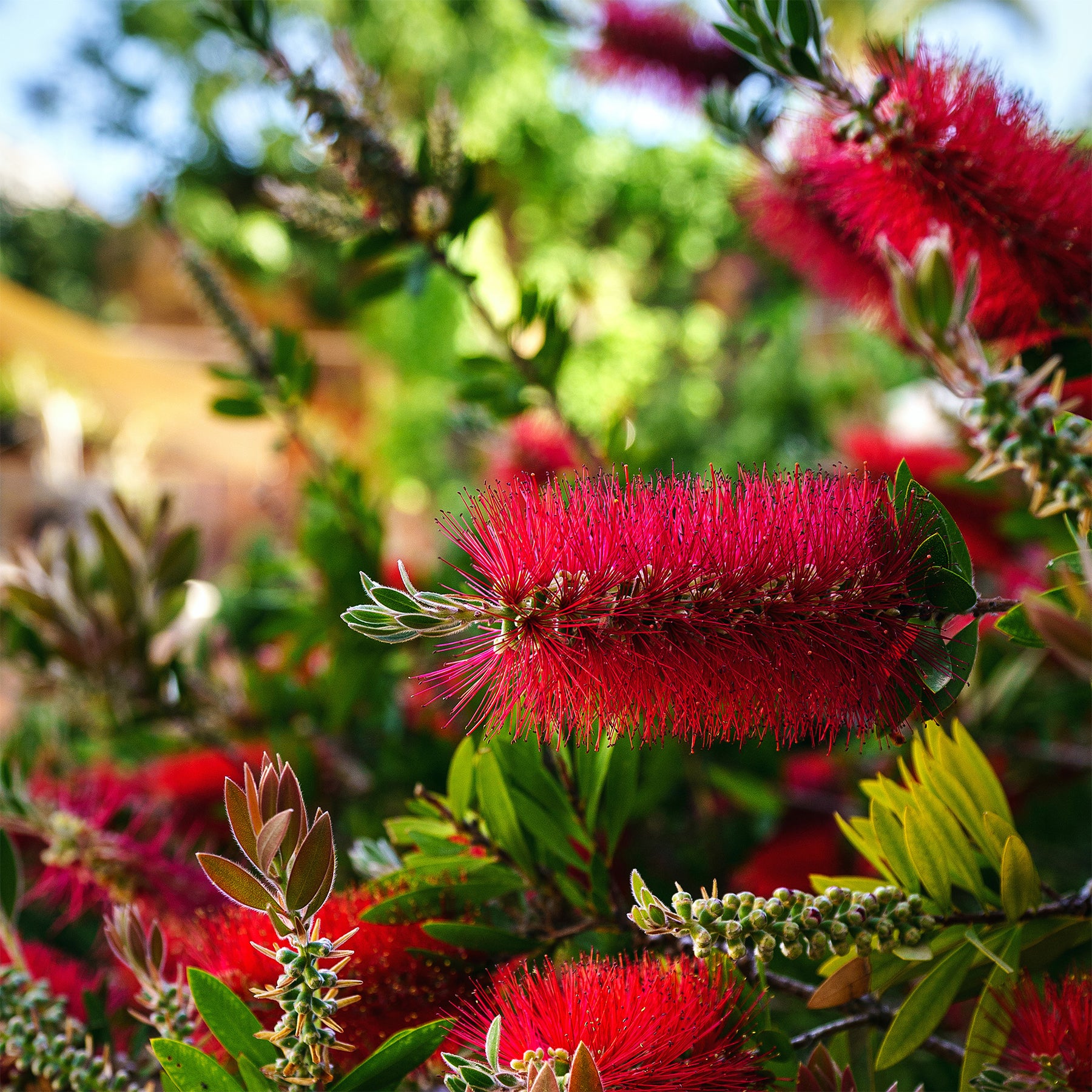 Vente Rince-bouteille - Callistemon laevis