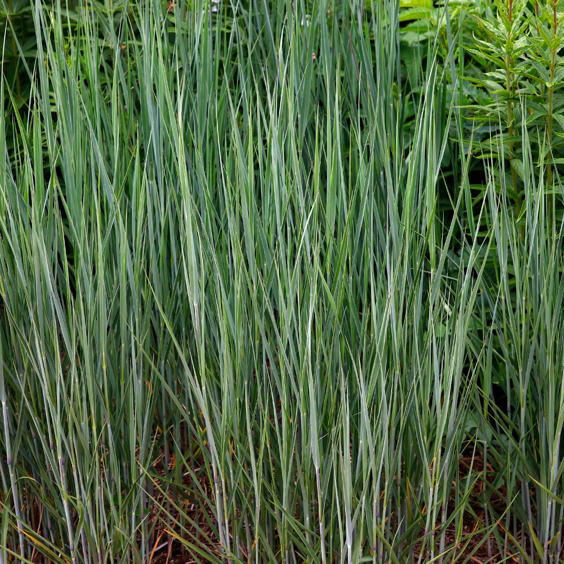 Panicum virgatum heavy metal - 3 Panics bleus - Panic