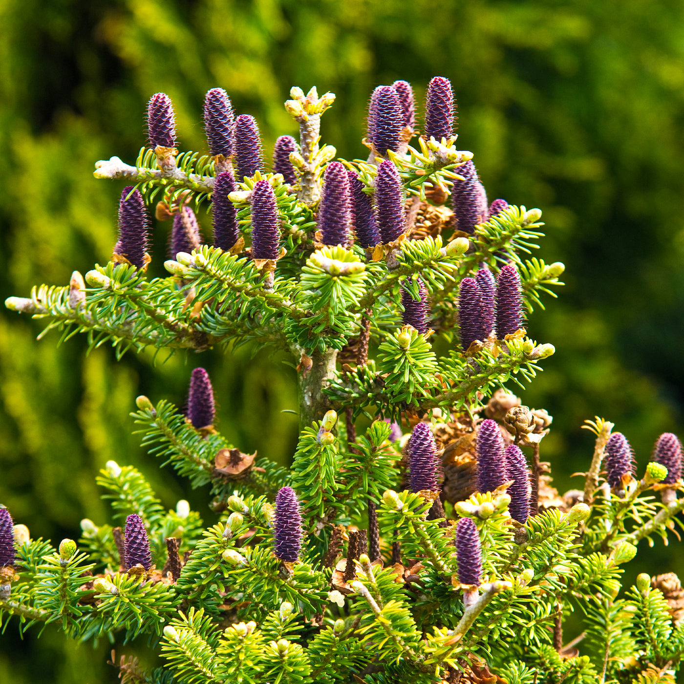 Sapin de Corée - Willemse