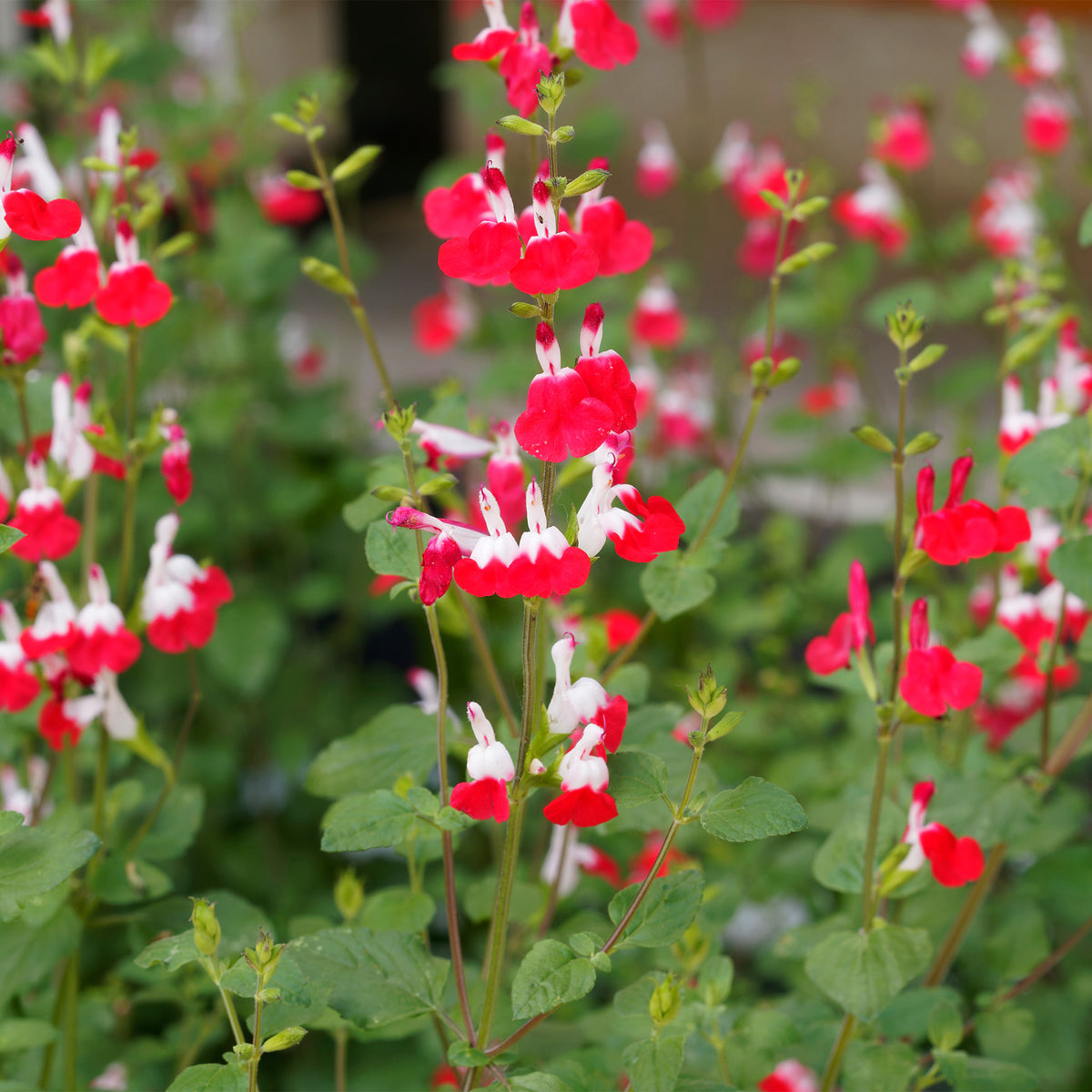 Sauge Hotlips - Salvia microphylla hotlips (grahamii) - Willemse