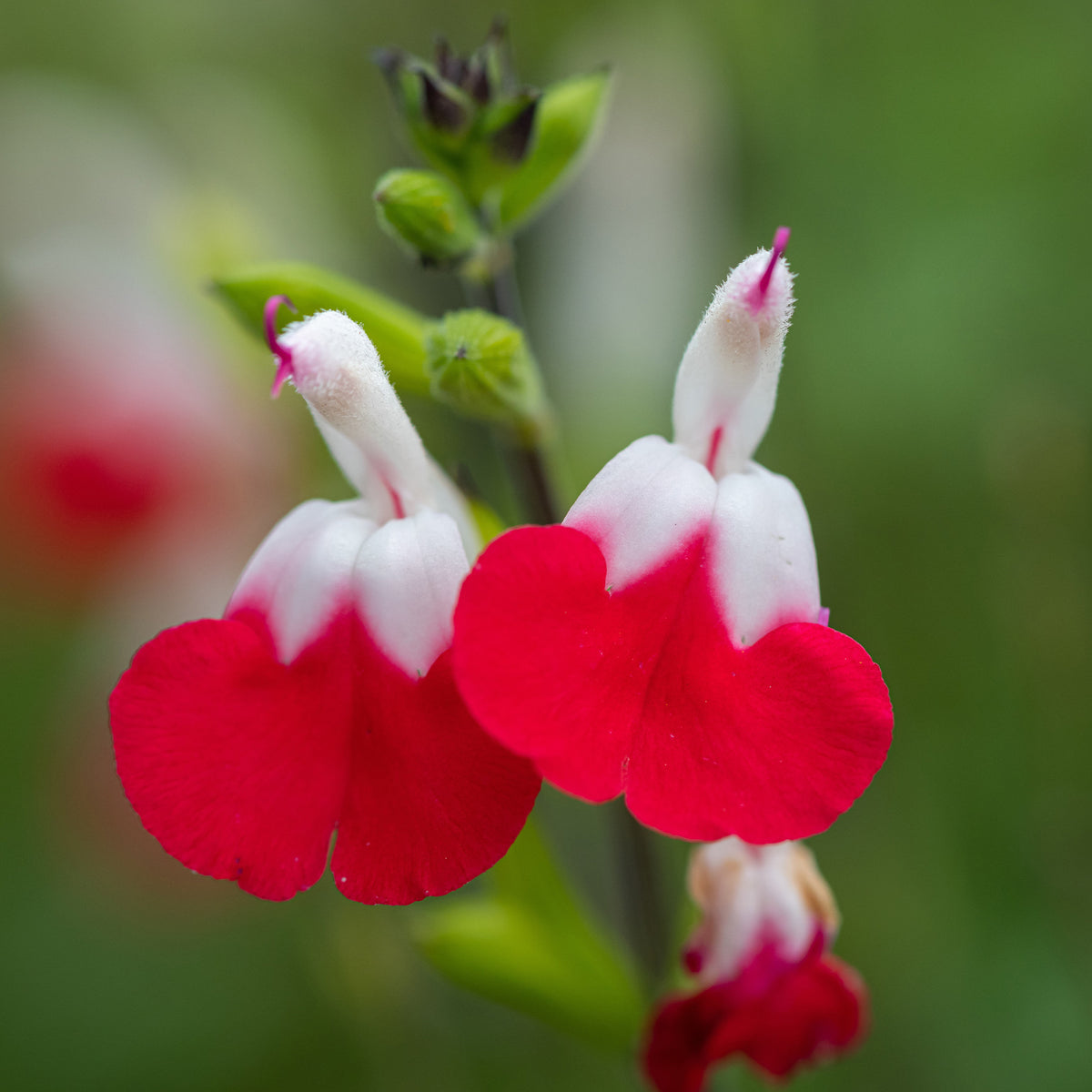2 Sauge Hotlips - Salvia microphylla hotlips (grahamii) - Willemse
