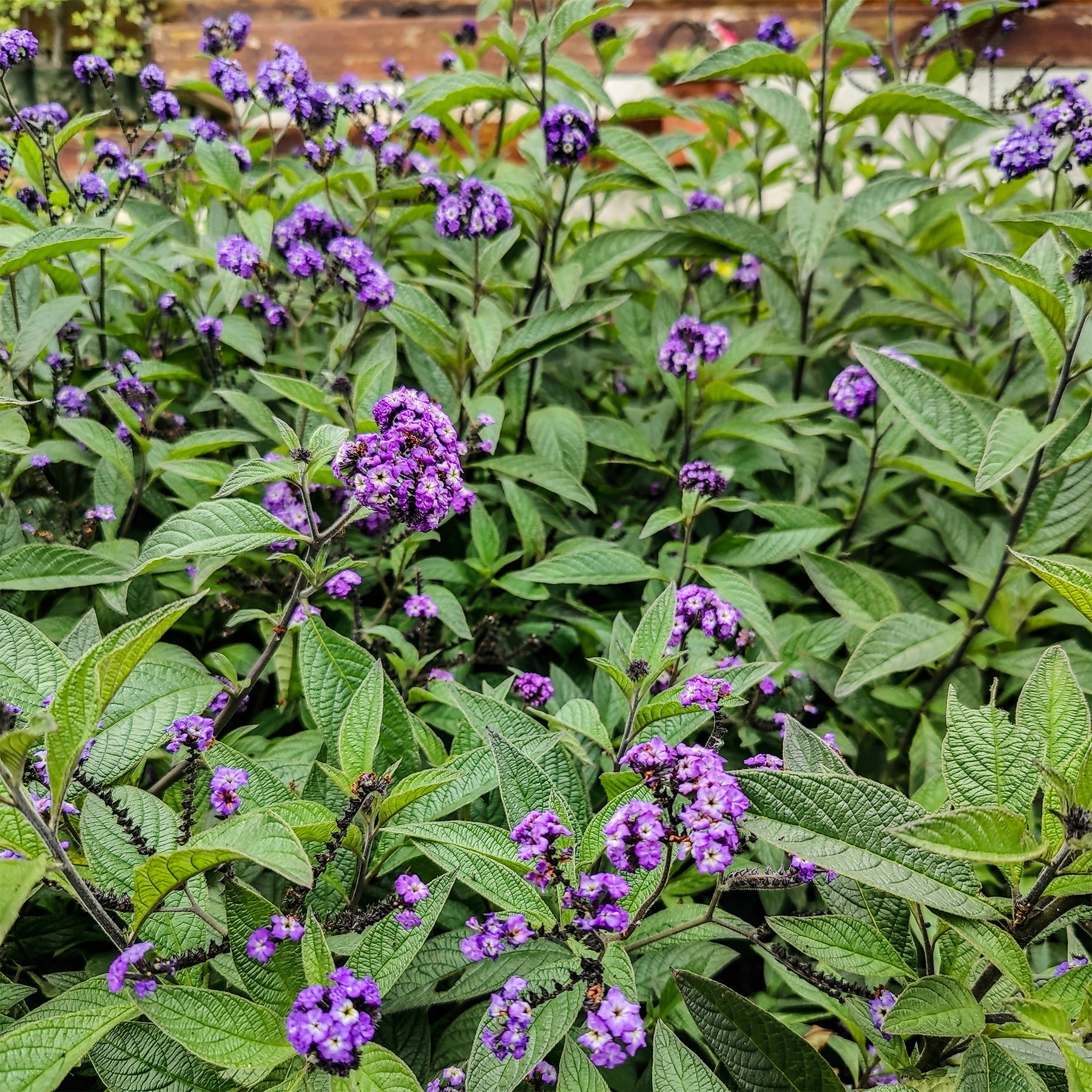 3 Héliotropes du Pérou - Heliotropium peruvianum - Willemse