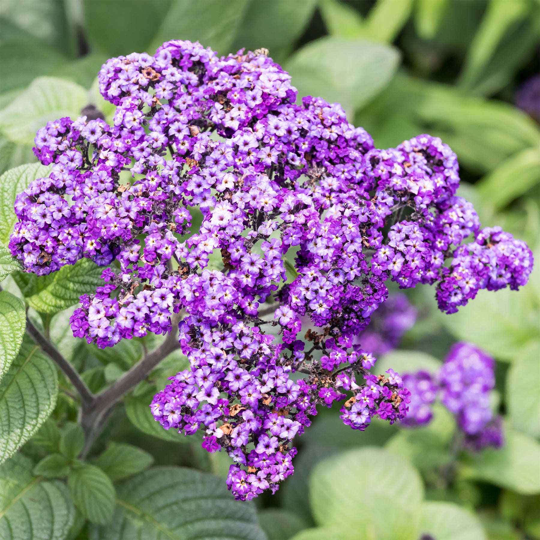 3 Héliotropes du Pérou - Willemse