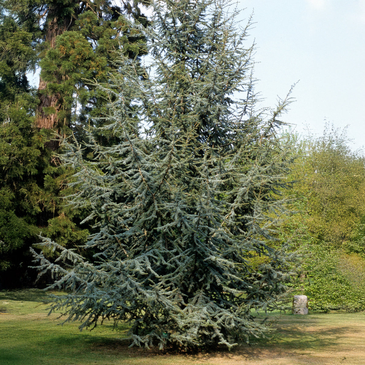 Cèdre bleu de l'Atlas - Cedrus atlantica glauca - Willemse