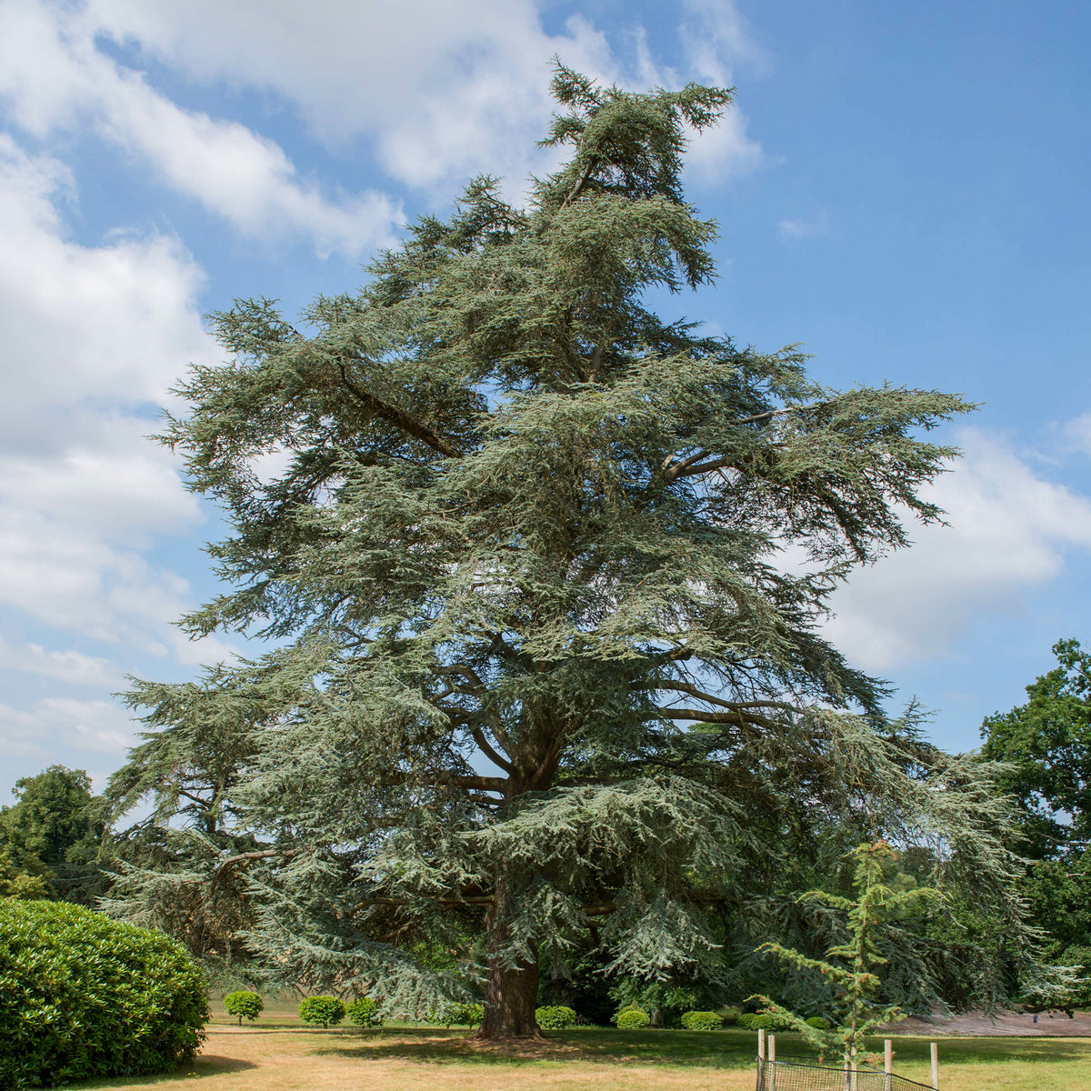 Cèdre bleu de l'Atlas - Willemse