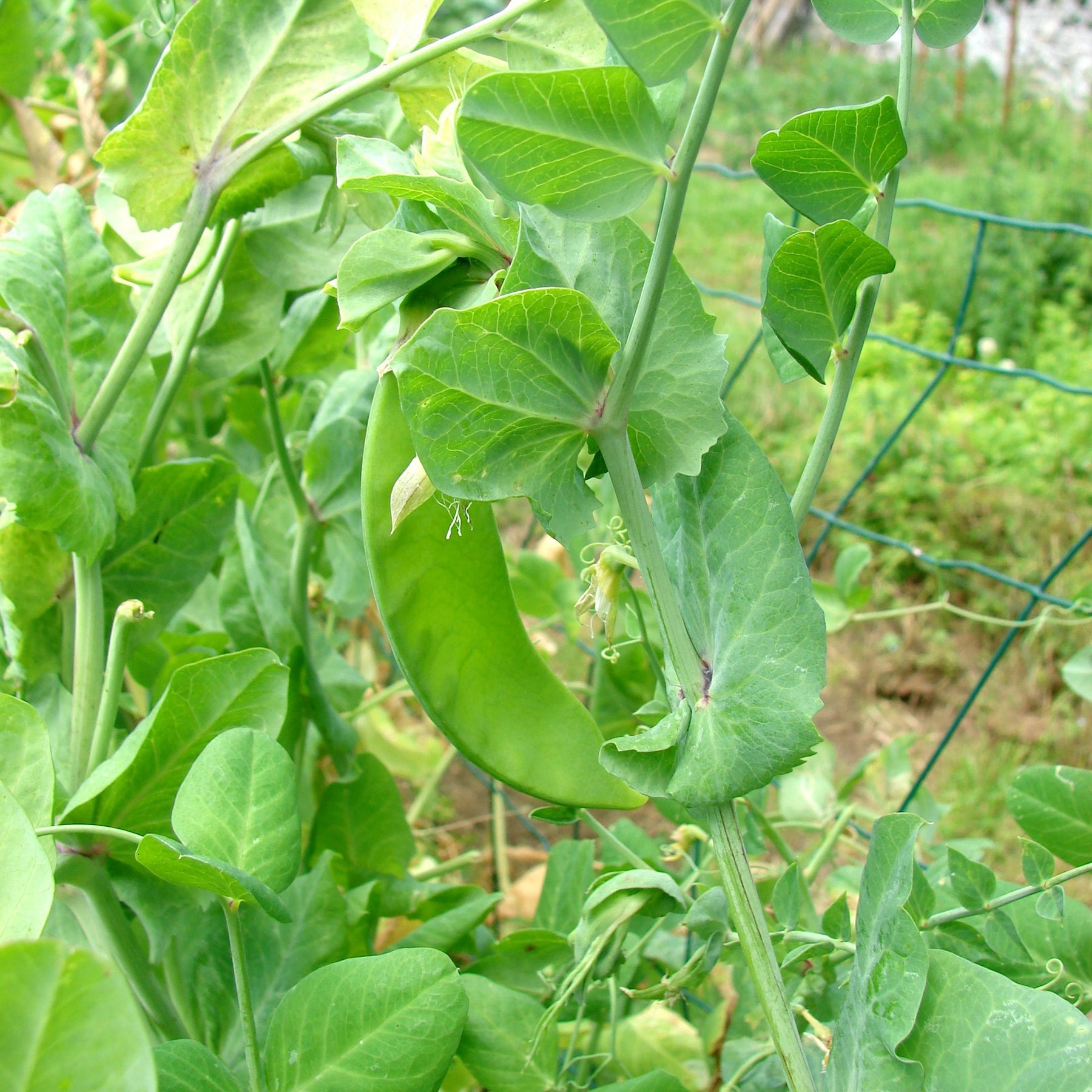 Pois mangetout Héraut - Willemse