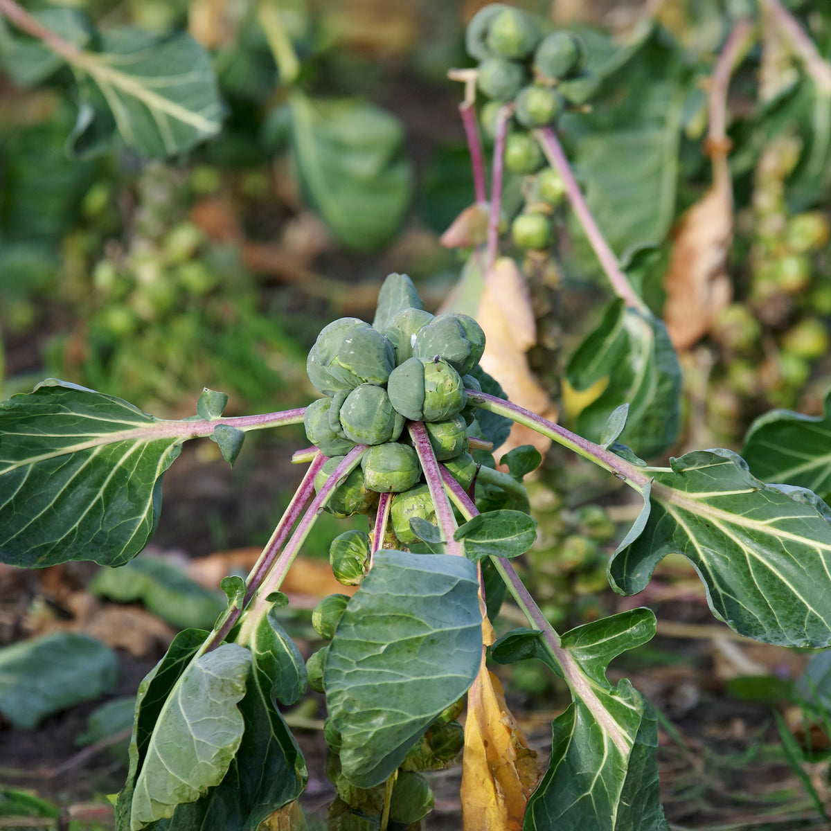 Chou de Bruxelles Roodnerf - Brassica oleracea gemmifera Roodnerf - Willemse