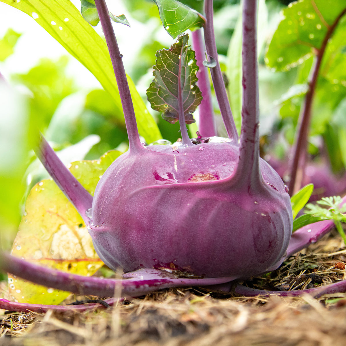 Chou-rave violet Blaro Bio - Brassica oleracea blaro - Willemse