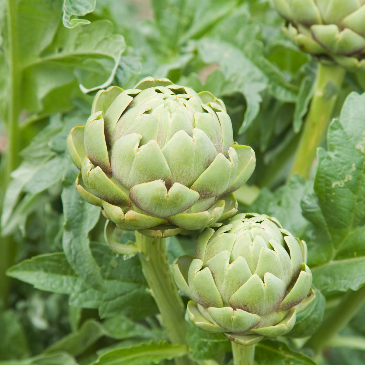 Artichaut Vert de Provence - Cynara cardunculus vert de provence - Willemse