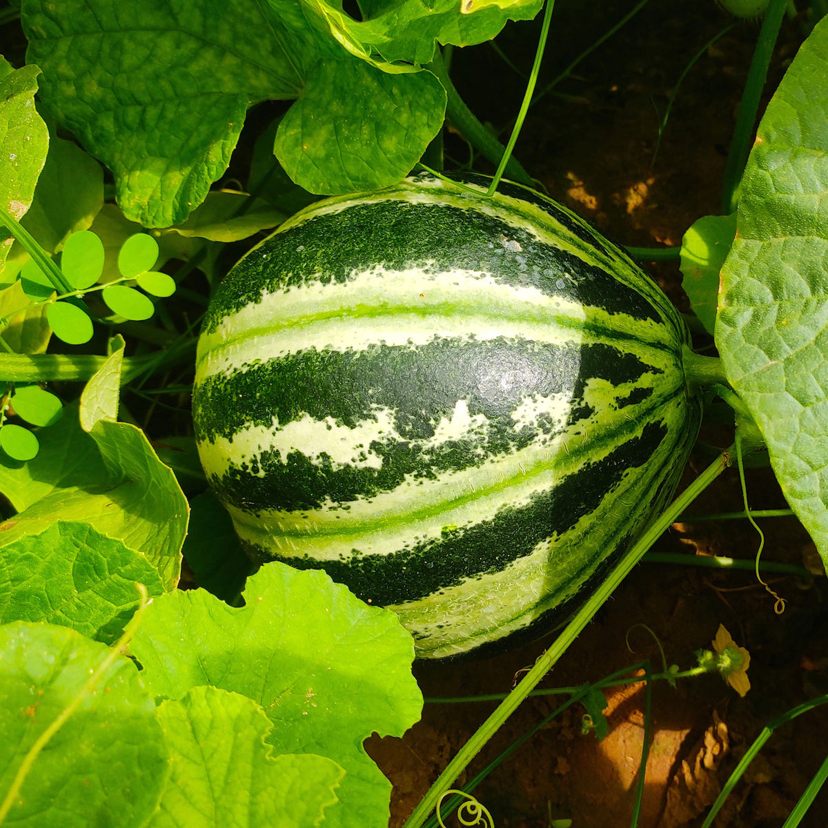 Melon ananas Oranje Ananas - Cucumis melo oranje ananas - Willemse