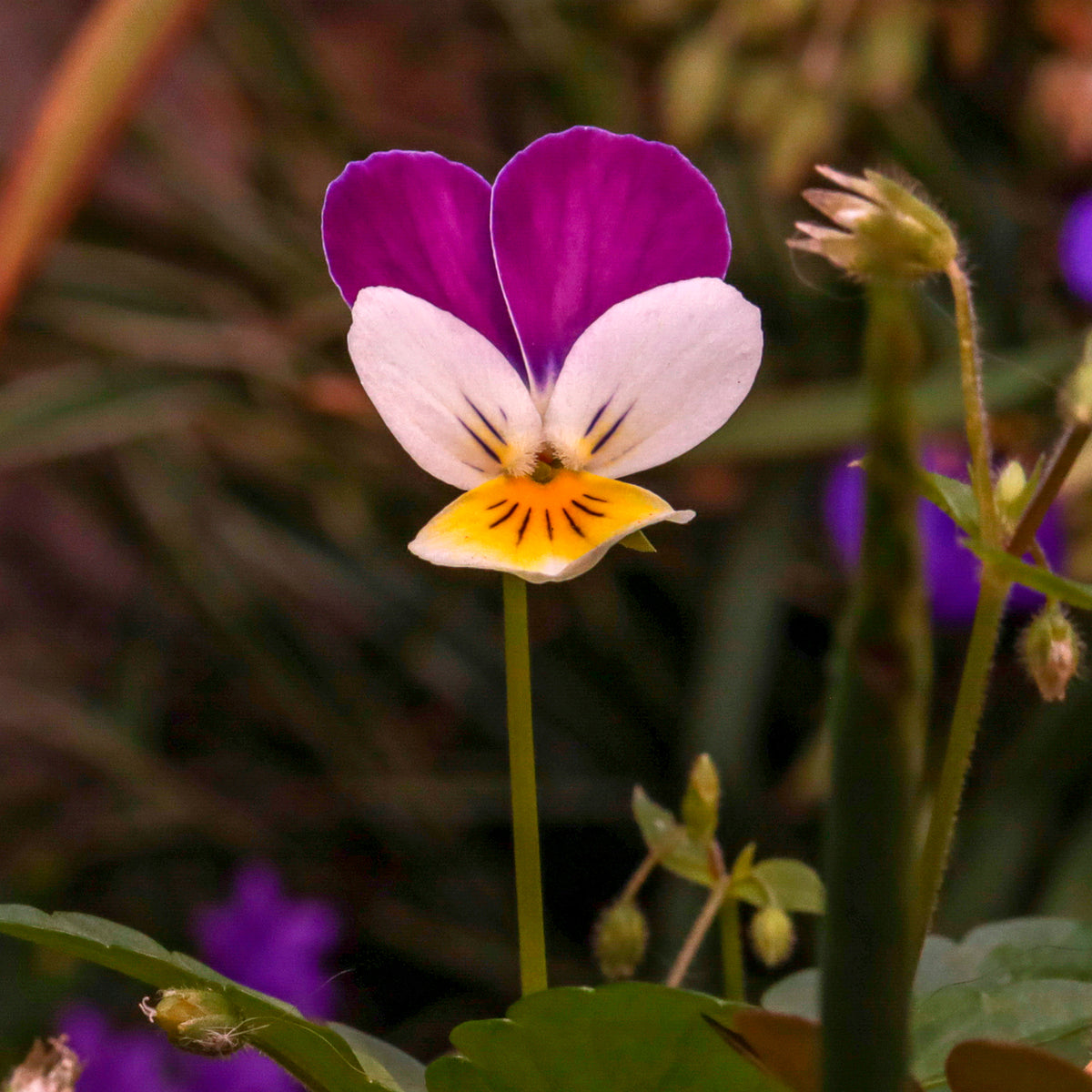 Violette cornue Helen Mount - Pensée - Viola cornuta helen mount - Willemse