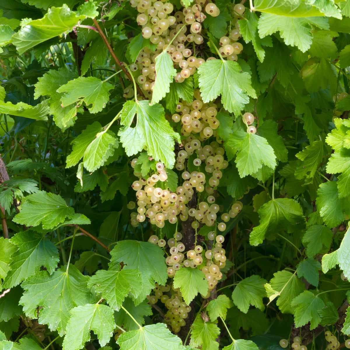 Groseillier White Pearl - Ribes rubrum white pearl - Willemse