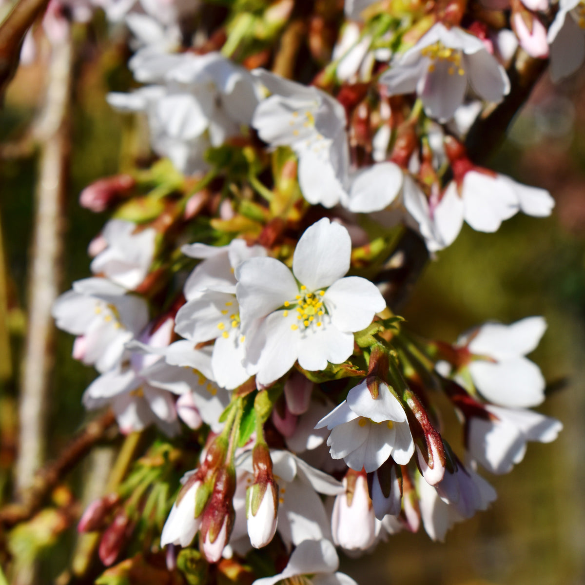 Cerisier à fleurs Snow Fountains - Prunus Snow Fountains - Willemse