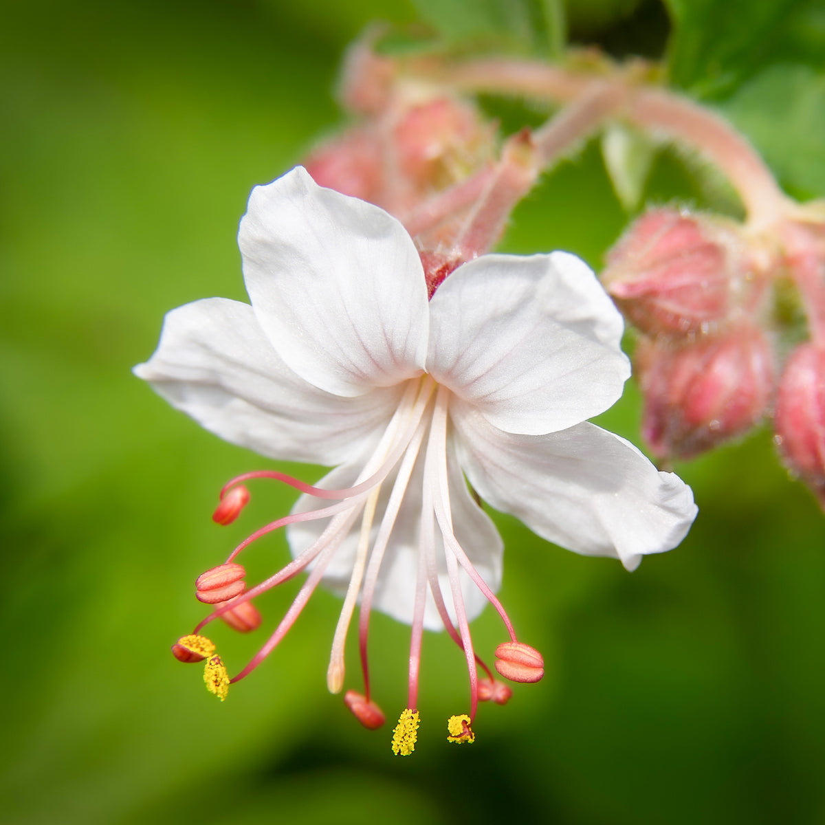 Géraniums vivaces Spessart - Geranium macrorrhizum Spessart - Willemse