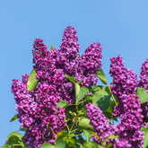Lilas double rouge - Willemse