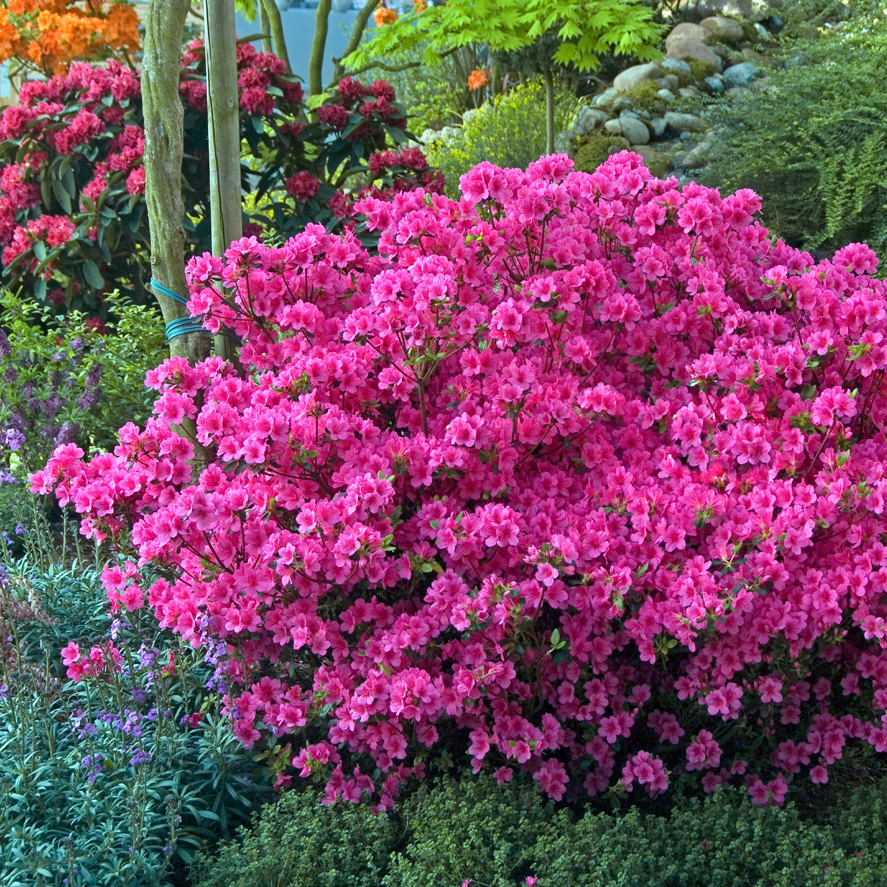 Azalée du Japon rose - Willemse