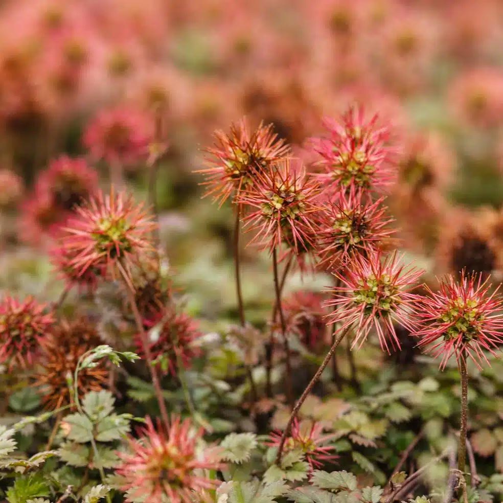 Lampourde de Buchanan - Willemse