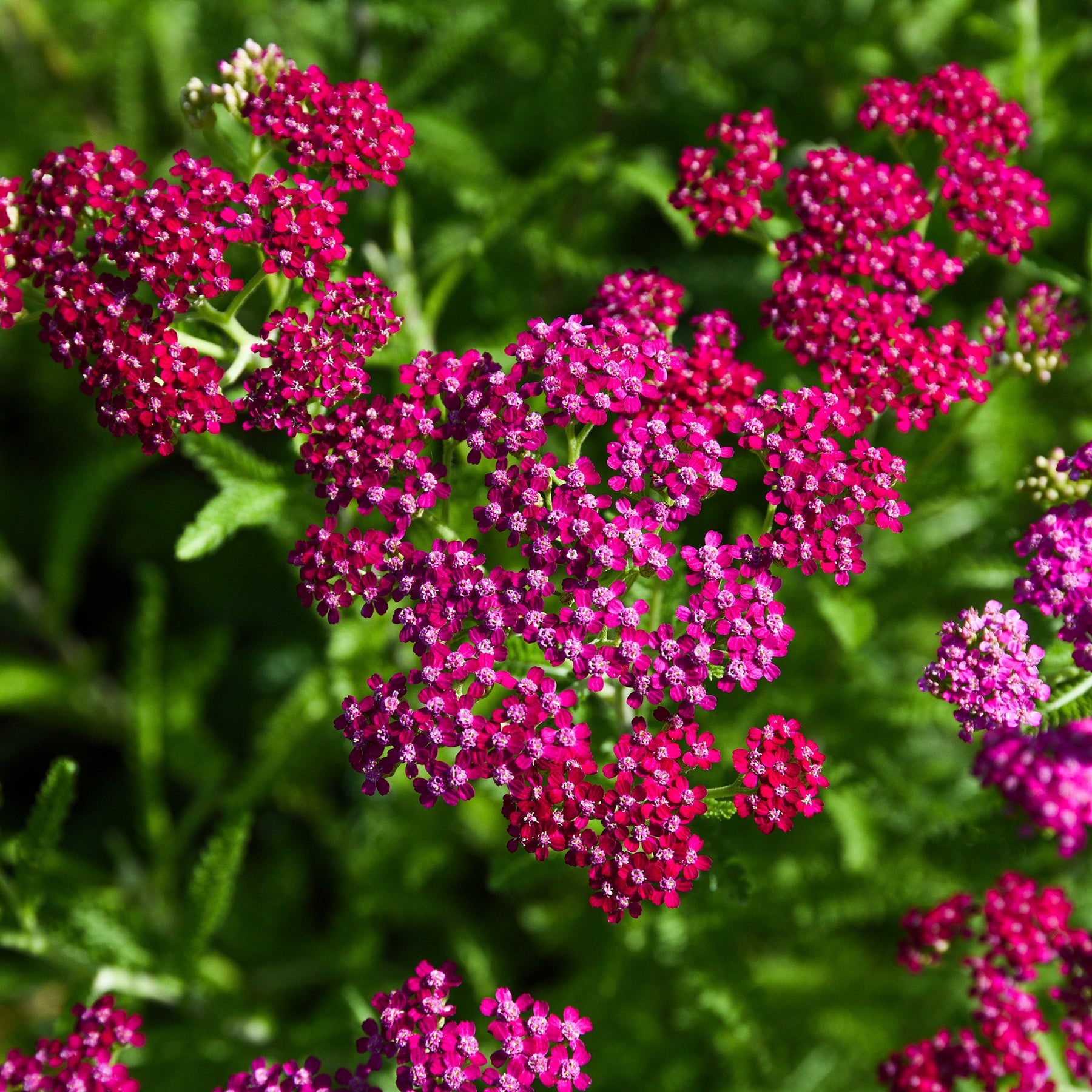 Achillée - Achillée millefeuille Cerise Queen - Achillea millefolium Cerise Queen