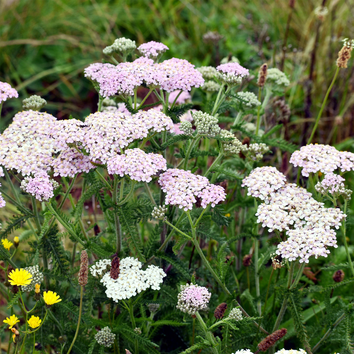 Achillée millefeuille Lilac Beauty - Willemse