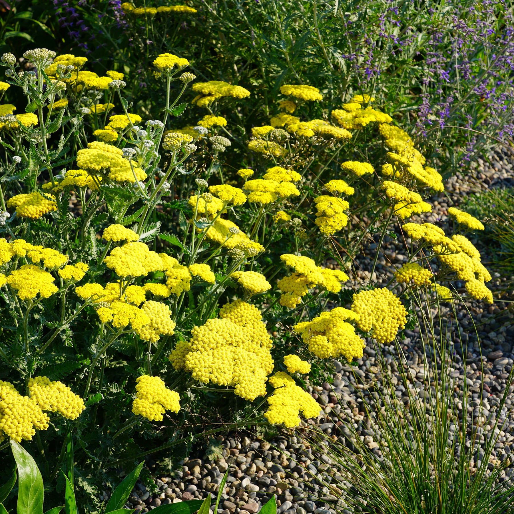 Vente Achillée millefeuille Little Moonshine - Achillea moonshine