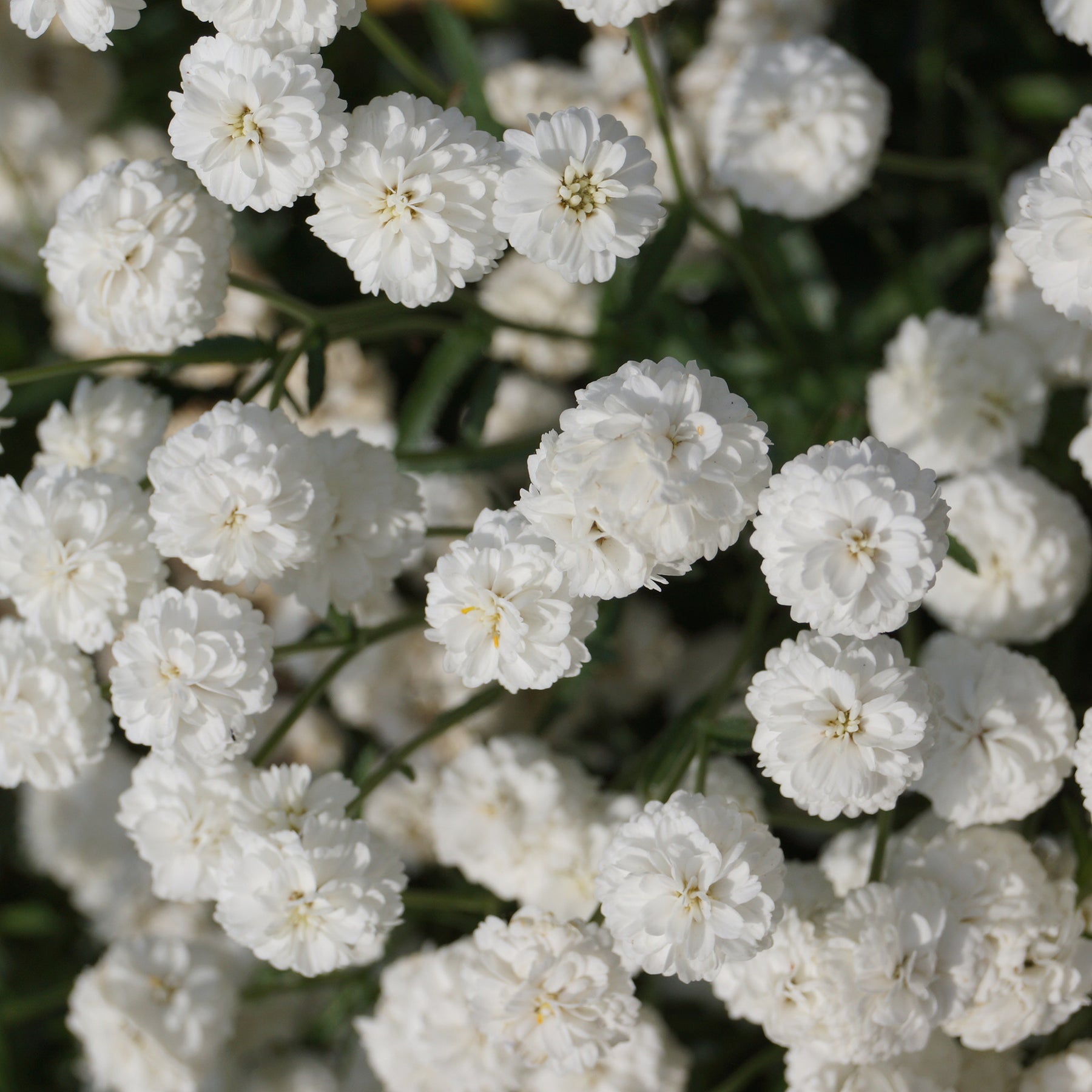 Achillea ptarmica the pearl - Achillée The Pearl - Achillée