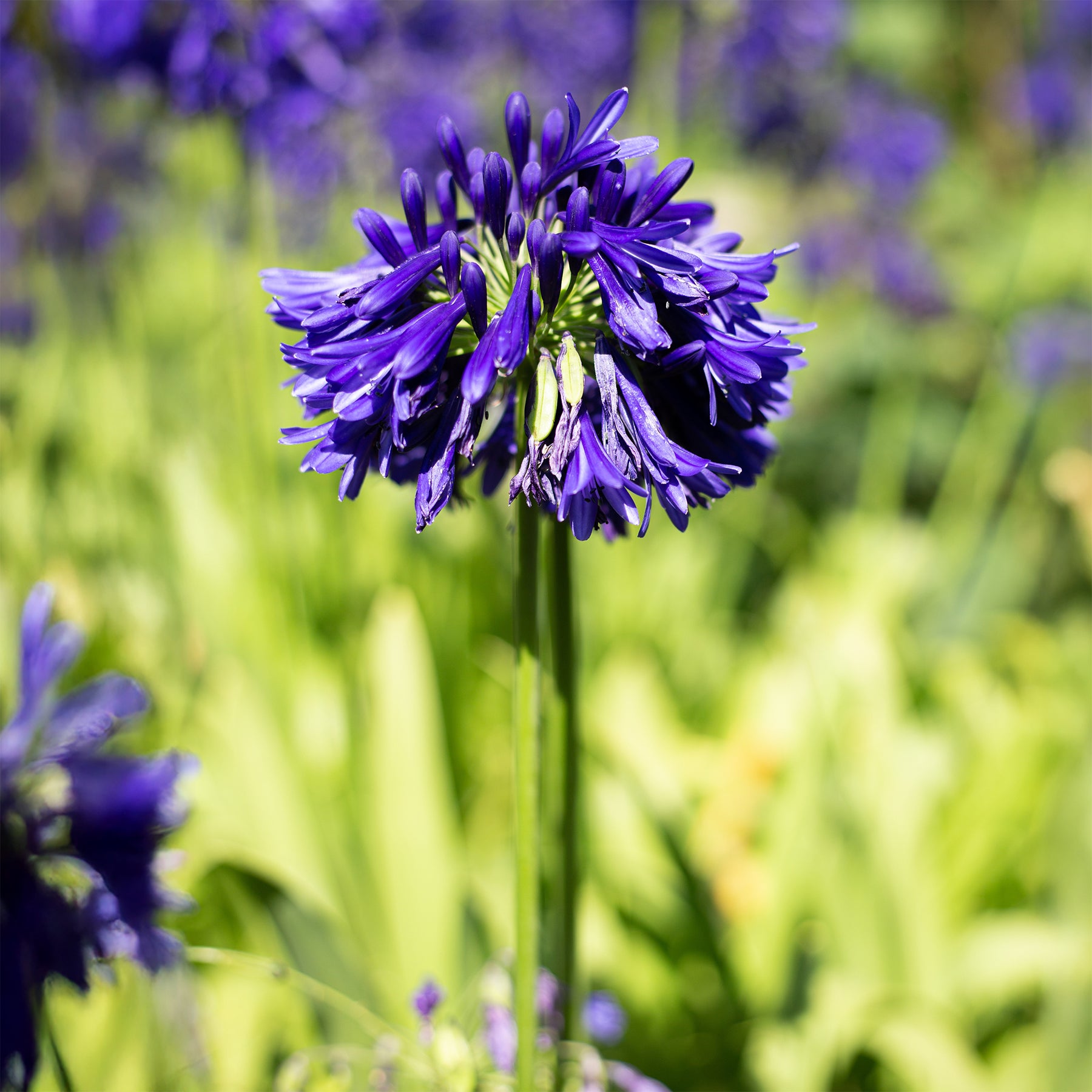 Agapanthe Purple Cloud - Willemse