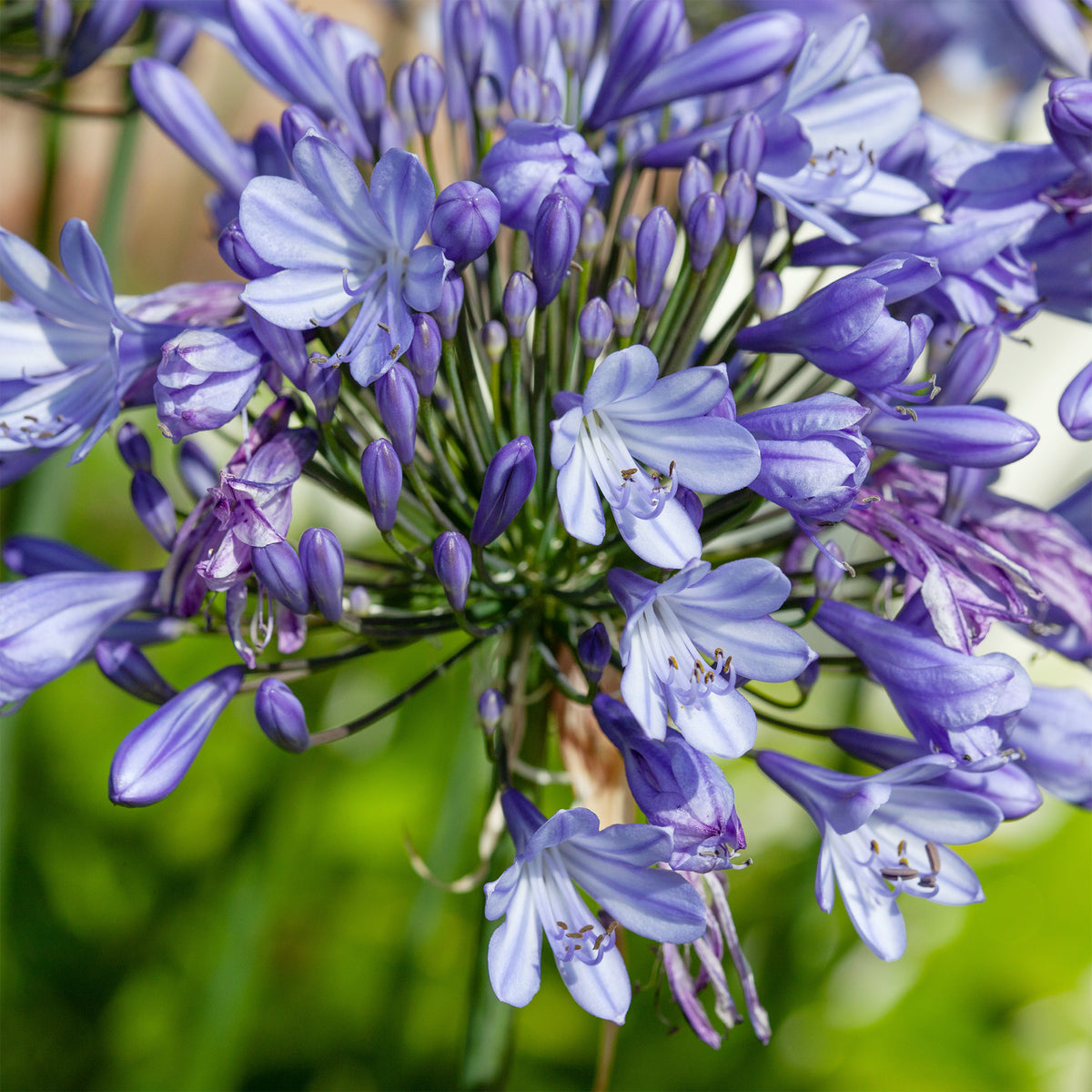 Agapanthe Peter Pan - Agapanthus Peter Pan - Willemse