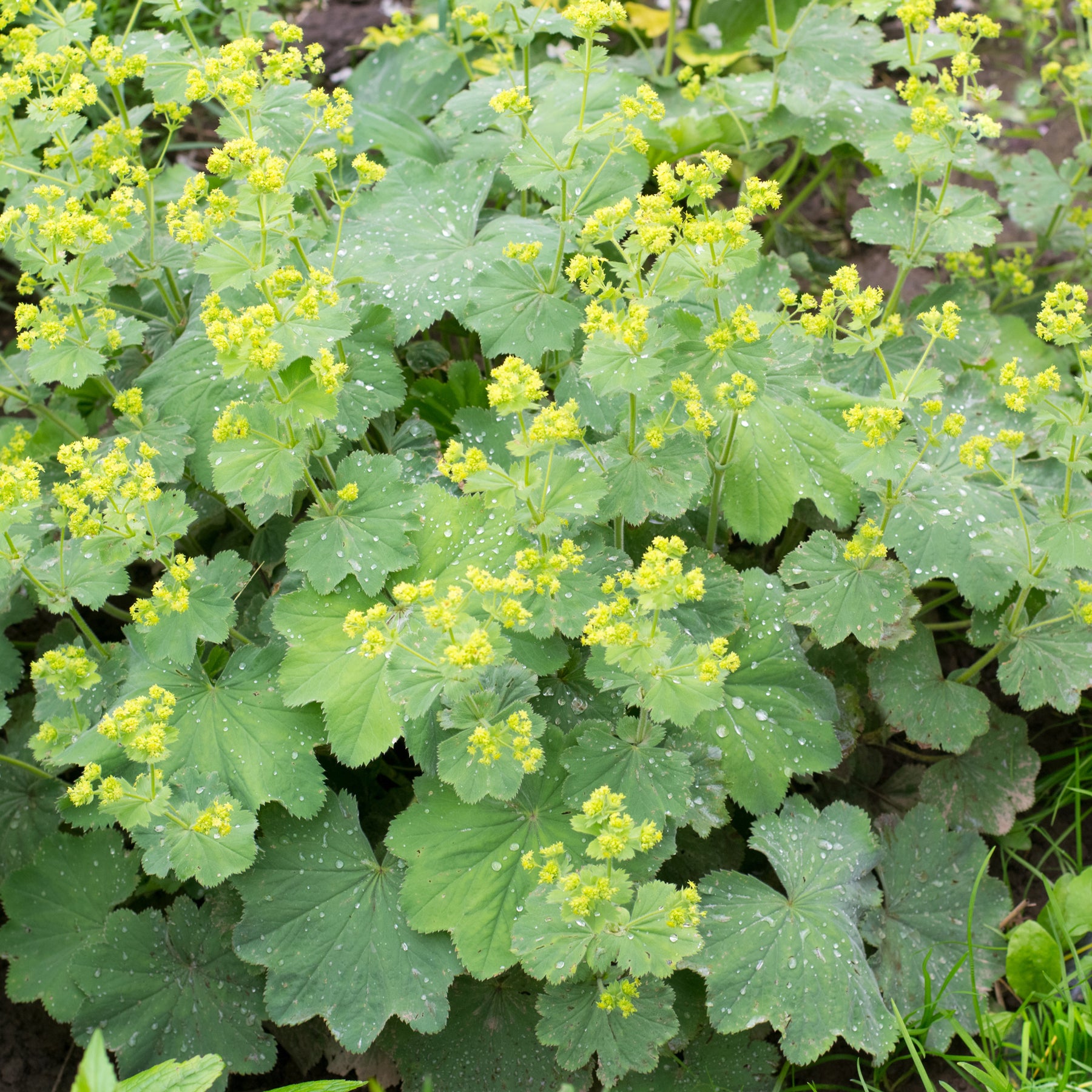 Alchemille vulgaris - Willemse