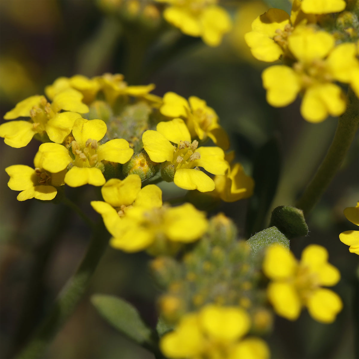 Passerage des montagne Berggold - Alyssum montanum Berggold - Willemse