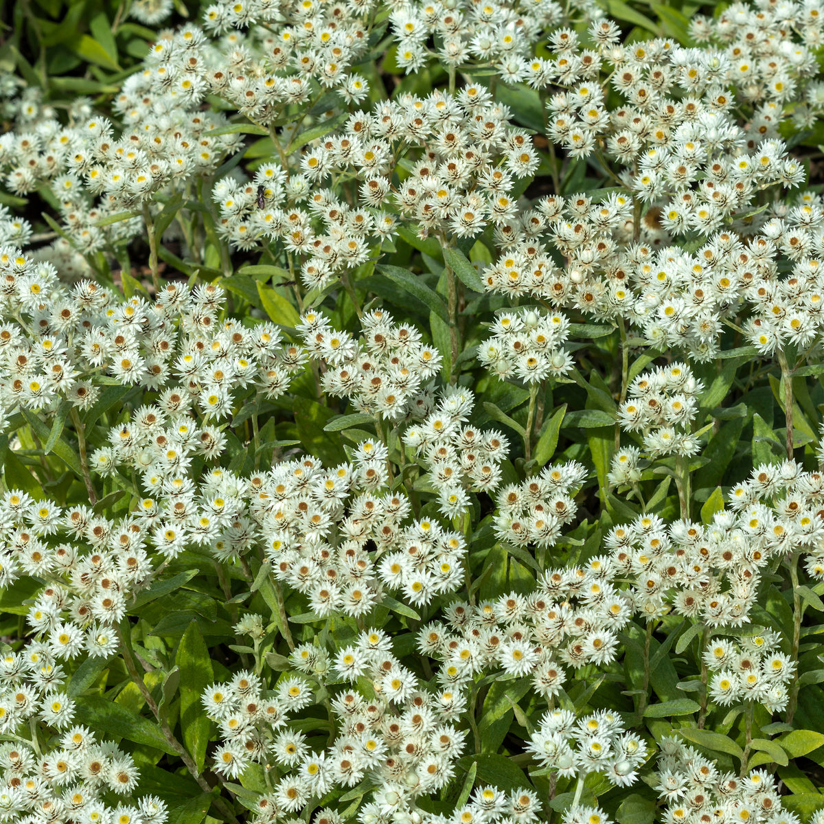 Immortelle de l'Himalaya Sommerschnee - Anaphalis triplinervis Sommerschnee - Willemse