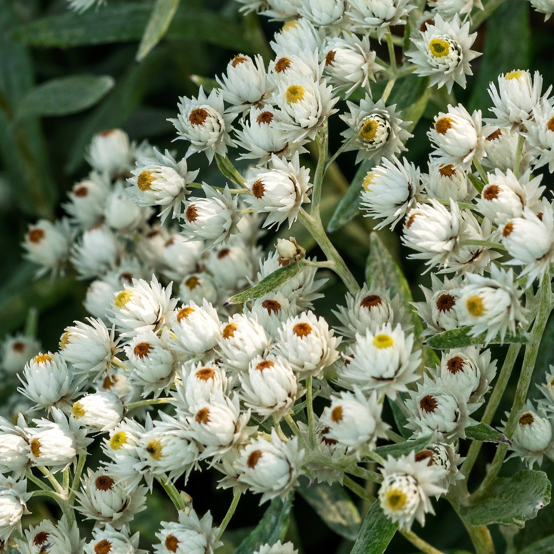 Immortelle de l'Himalaya Sommerschnee - Willemse