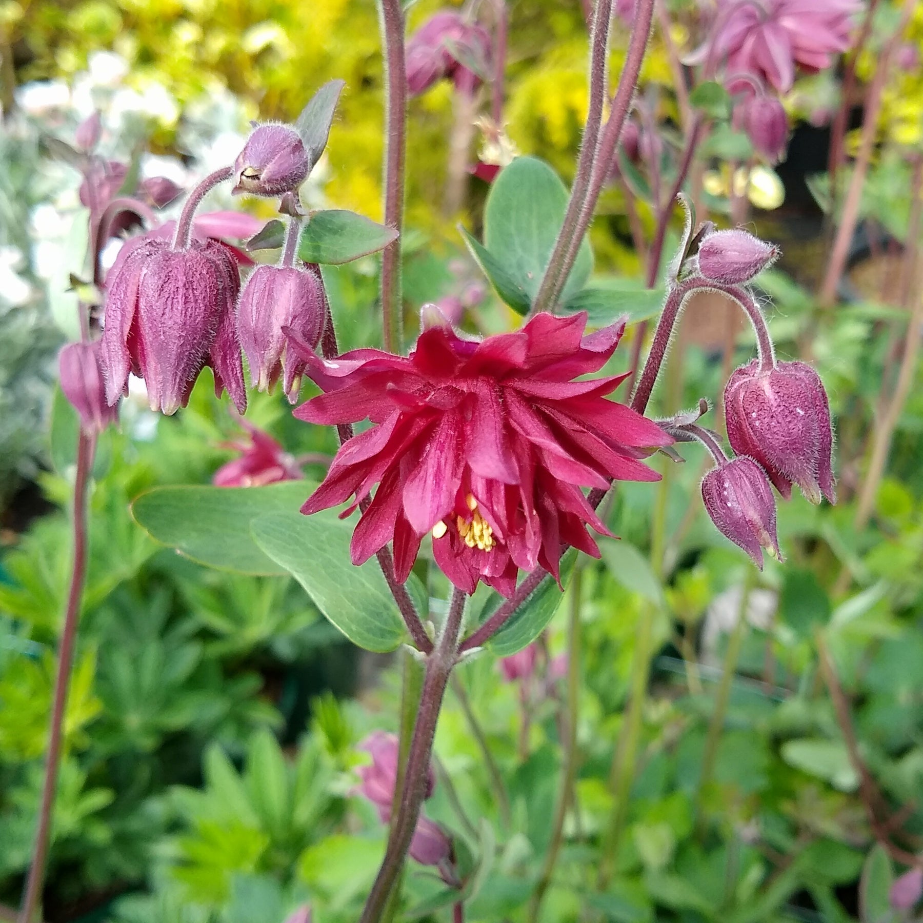 Aquilegia vulgaris ruby port - Ancolie vulgaris Ruby Port - Ancolie