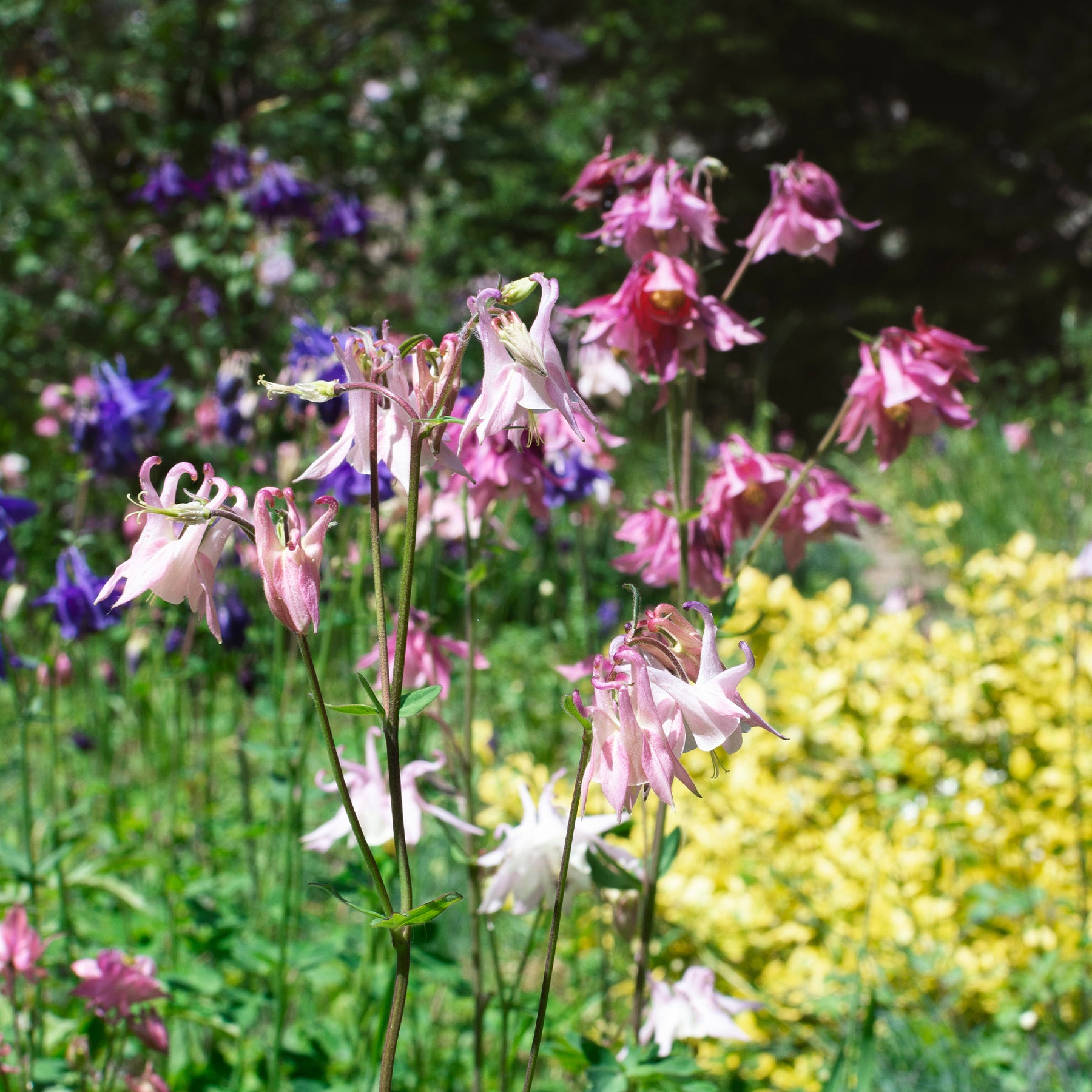 Ancolie des jardins Heidi - Willemse