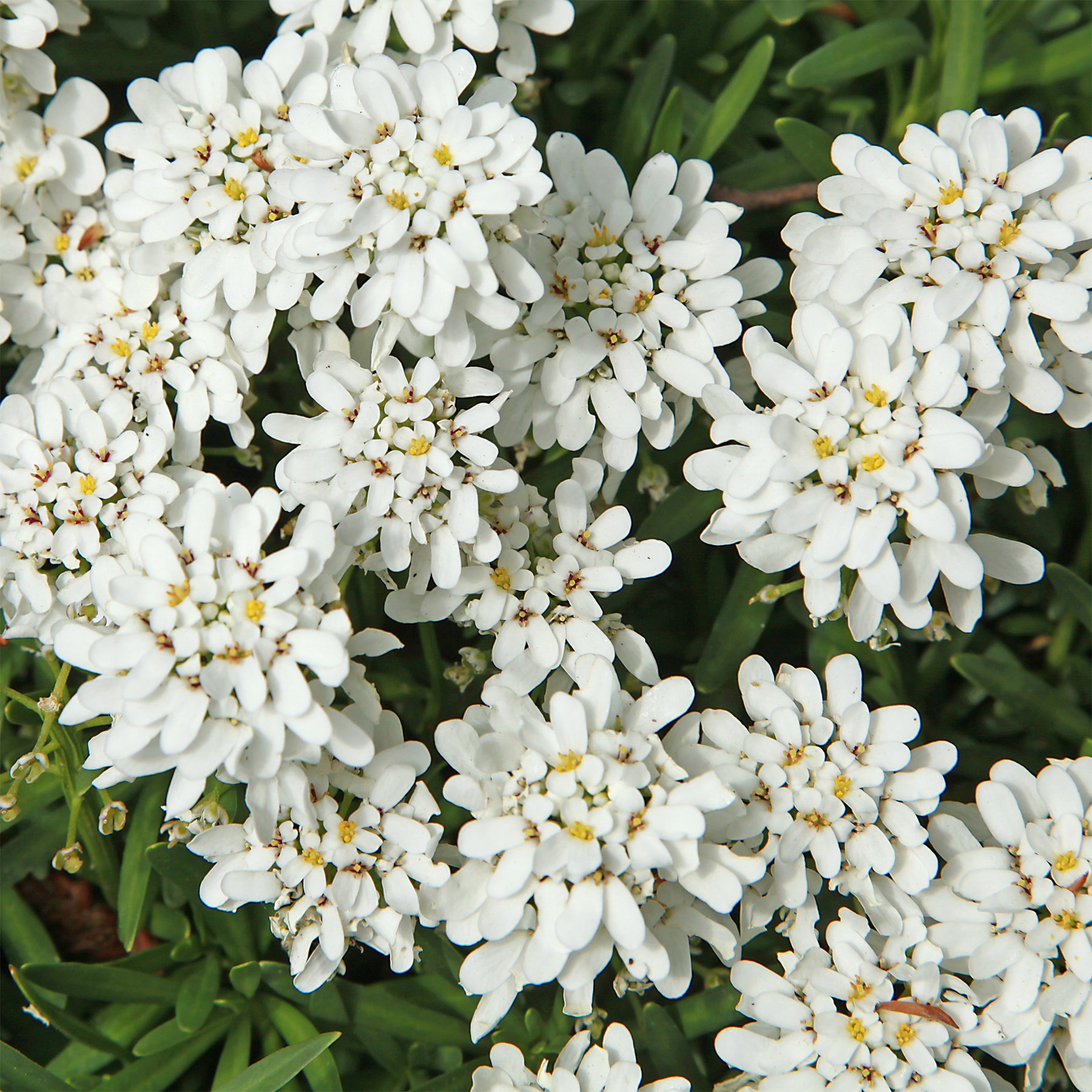 Corbeille d'argent - Willemse