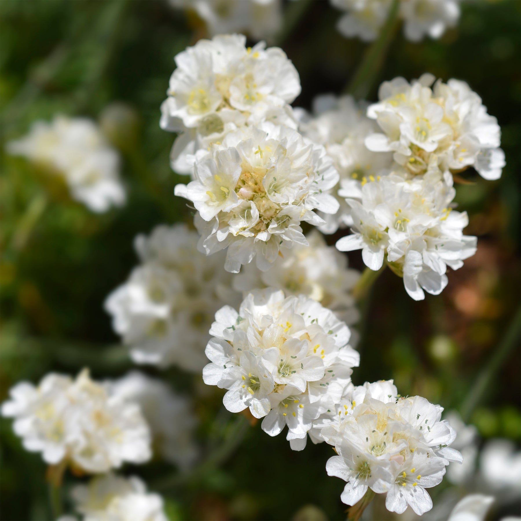 Armeria maritima alba - Gazon d'Espagne blanc - Gazon d'Espagne