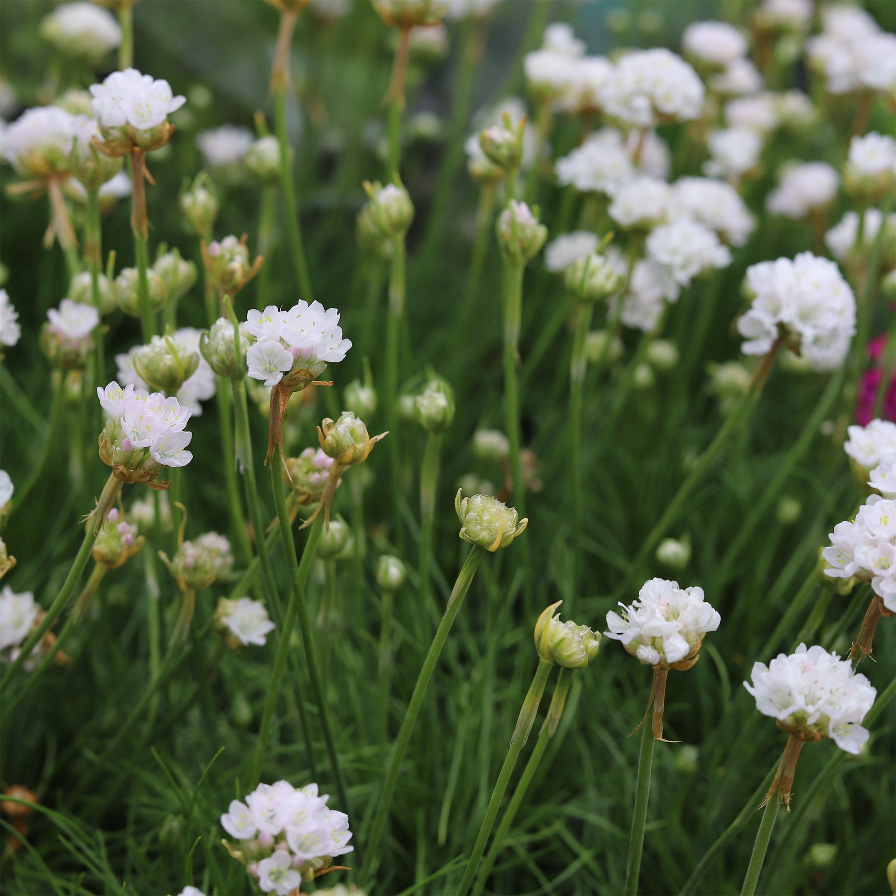 Vente Gazon d'Espagne blanc - Armeria maritima alba