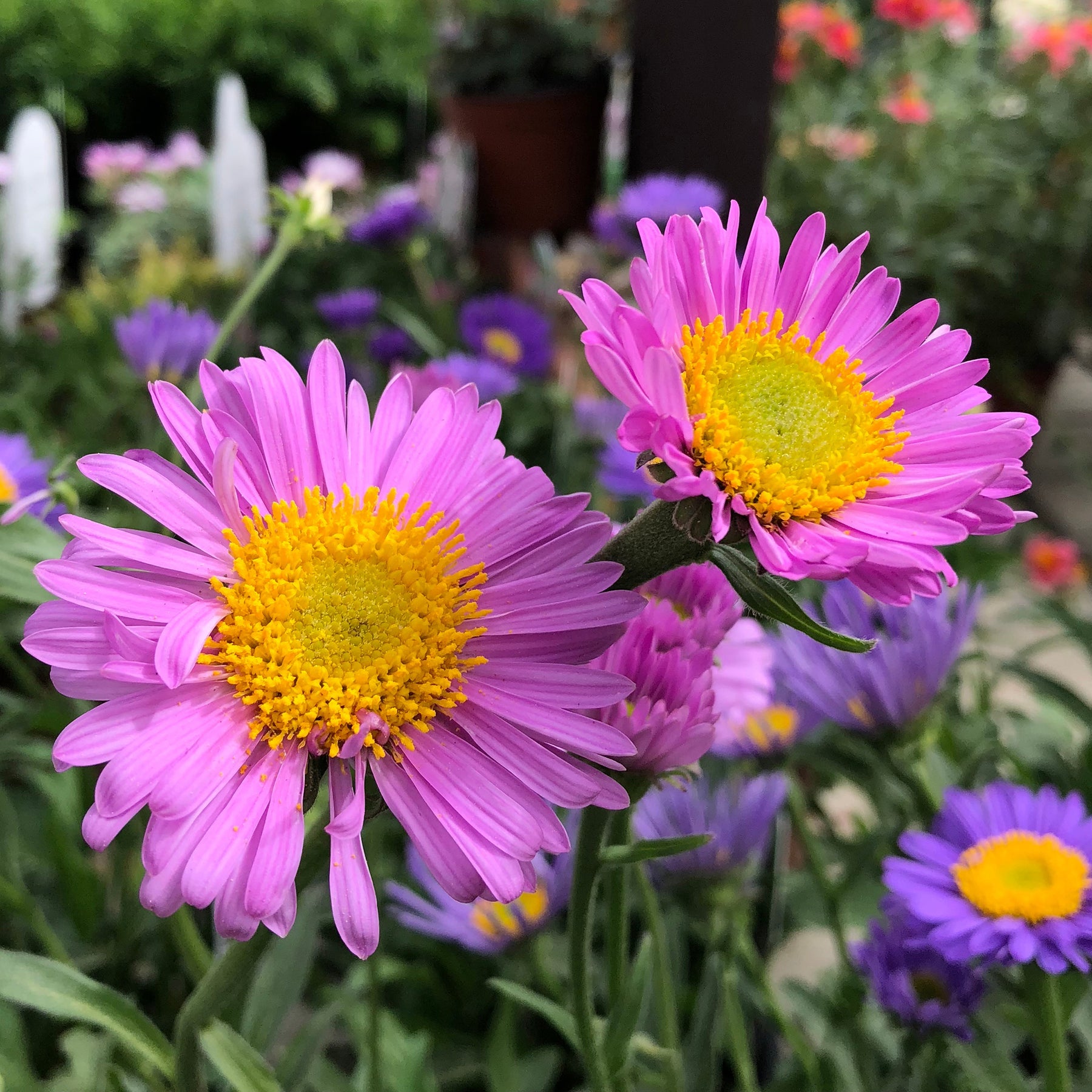 Aster des Alpes Happy End - Aster alpinus Happy End - Willemse