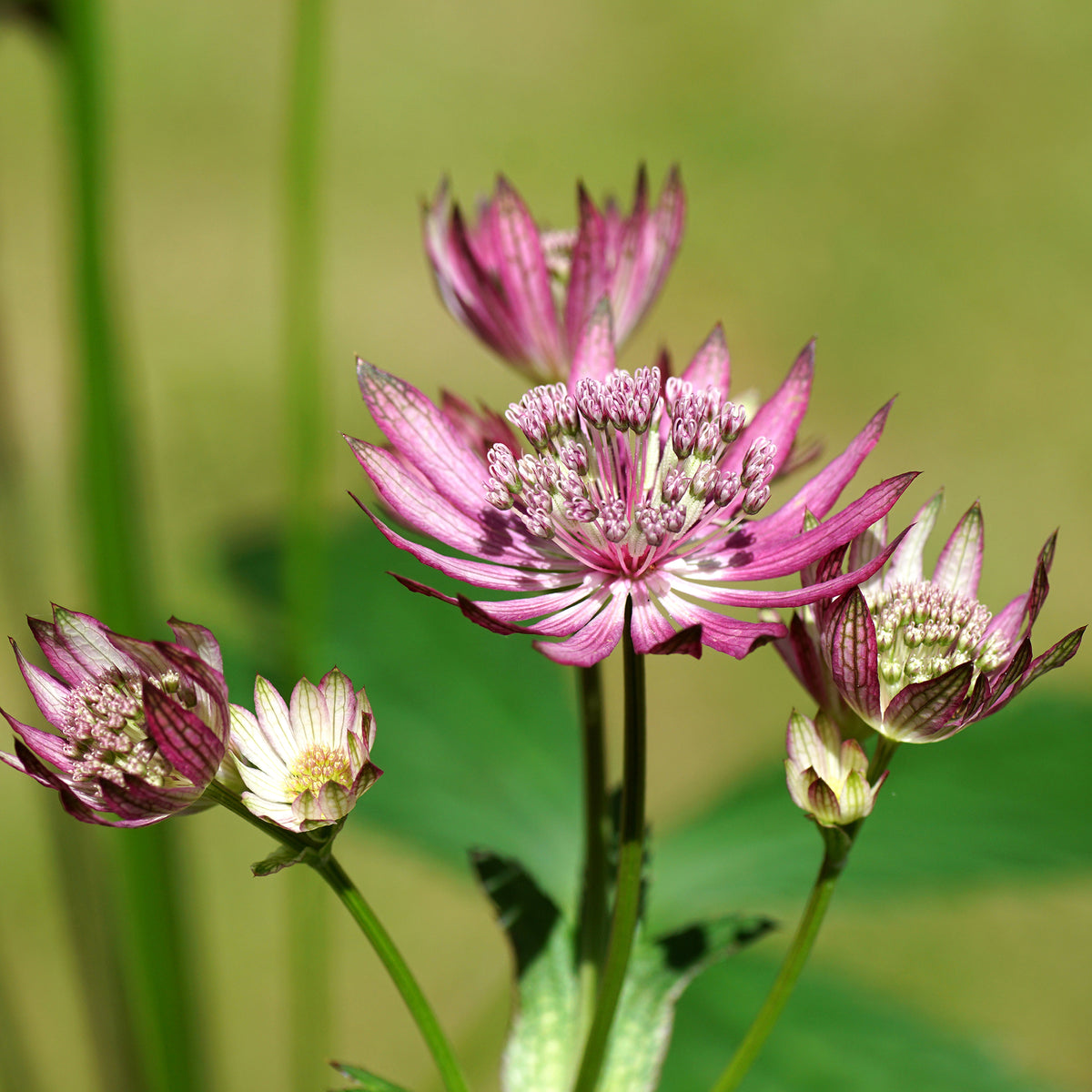 Grande astrance Primadonna - Willemse
