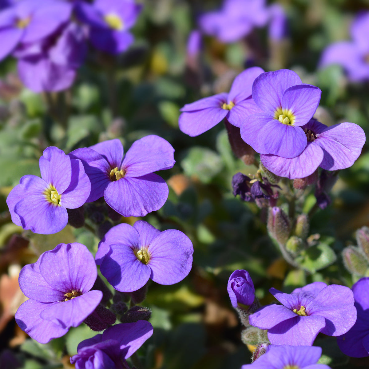 Aubriète Cascade Purple - Willemse