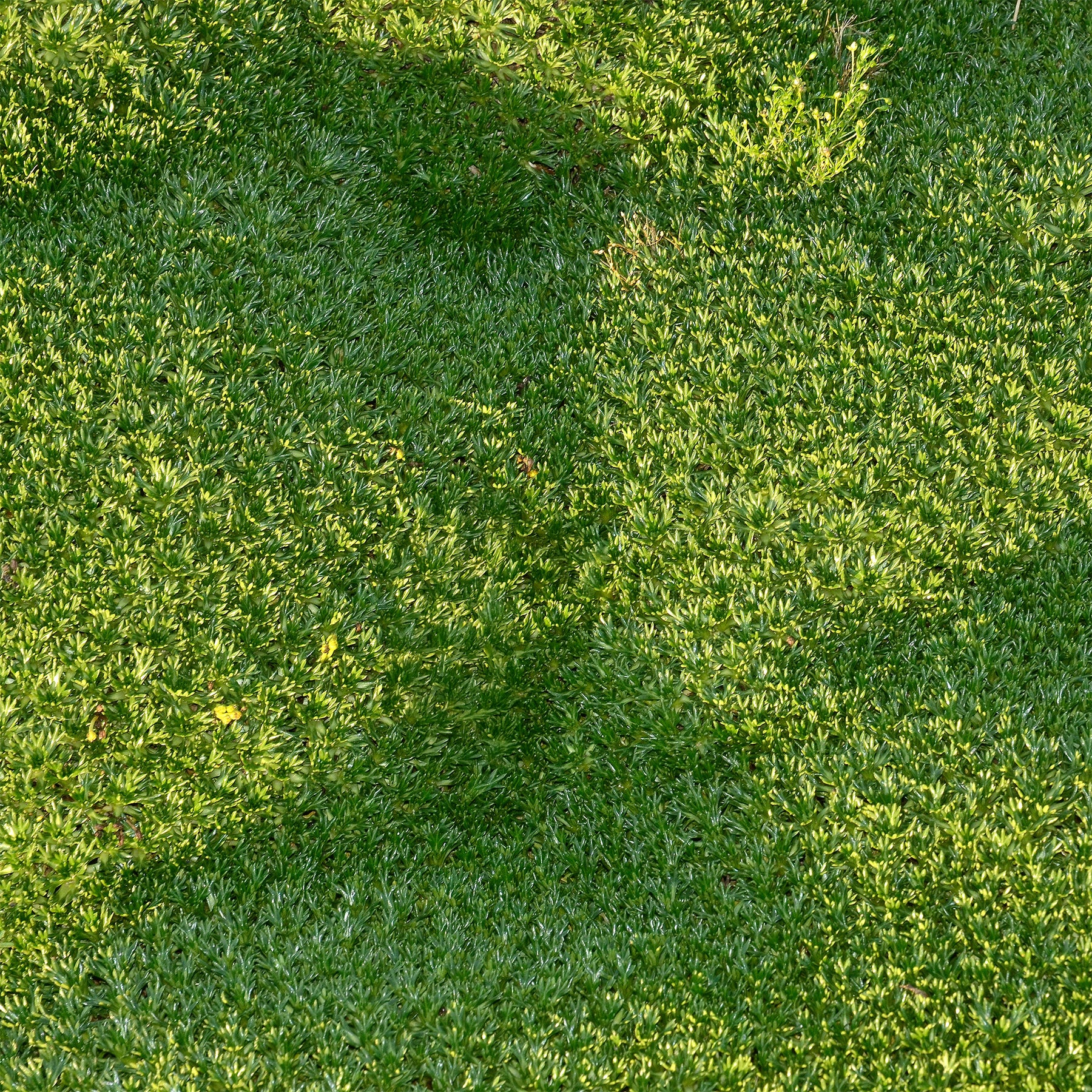 Azorella trifurcata - Azorelle - Vivaces couvre-sol